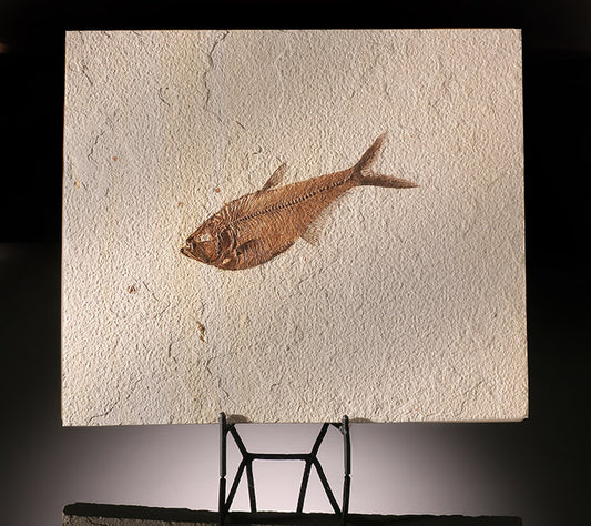 Diplomystus Fish Fossil (with stand)