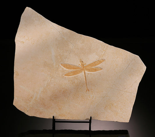 Dragonfly Fossil Plate (w/ stand)