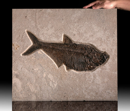 LARGE Diplomystus Fossil Plate