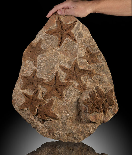 18" Multi-Starfish Mortality Plate
