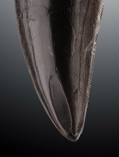 Tyrannosaurus rex tooth