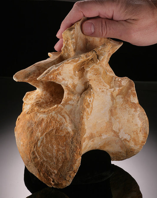 Spinosaurus Dorsal Vertebrae