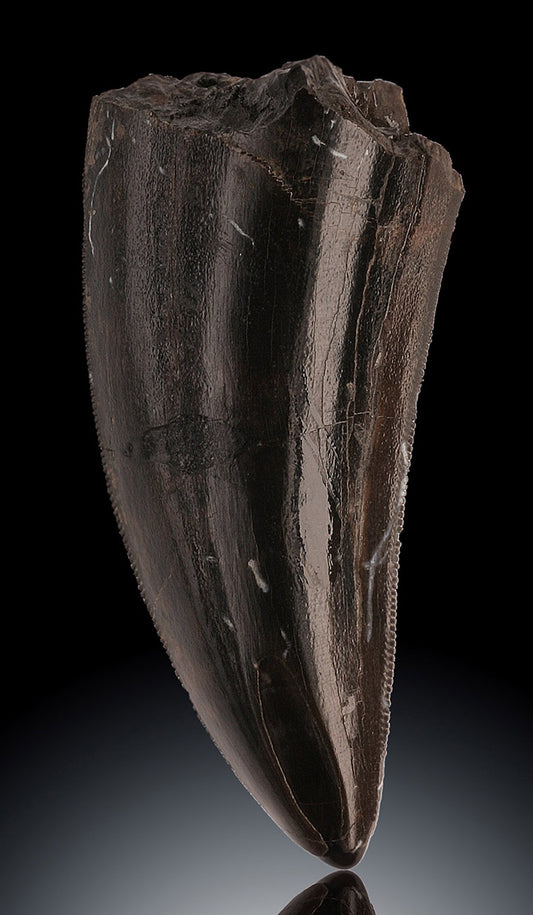 Tyrannosaurus rex tooth