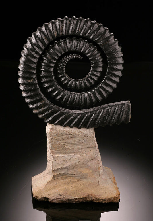 Anetoceras Ammonite