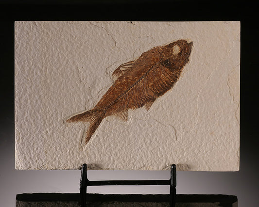 6" Knightia Fossil Fish Plate (with stand)
