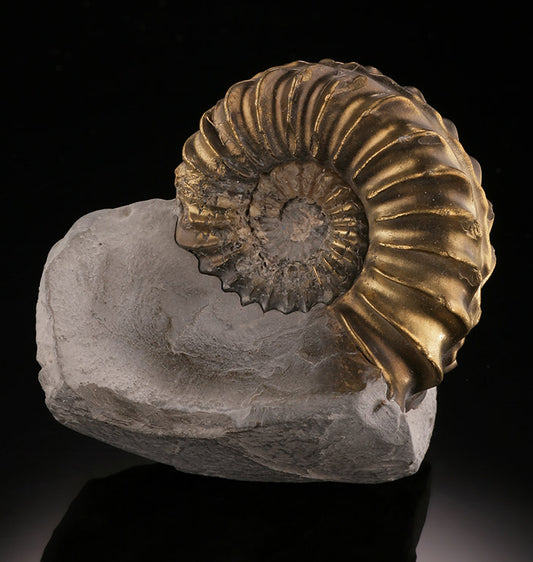 Pleuroceras Pyritized Ammonite, Germany
