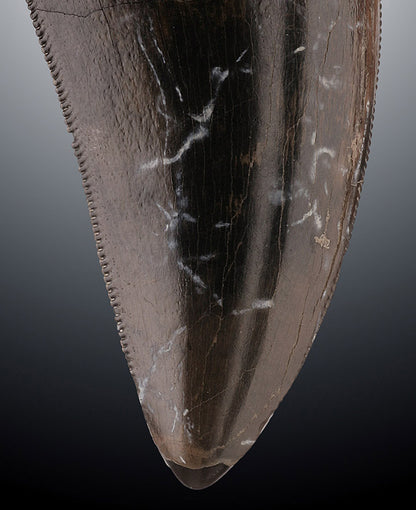Tyrannosaurus rex tooth