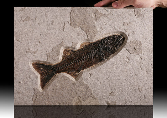 Mioplosus labracoides Fossil (includes stand)