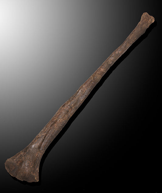 16" Allosaurus Fibula, Wyoming
