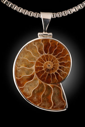 Ammonite Pendant with Chain