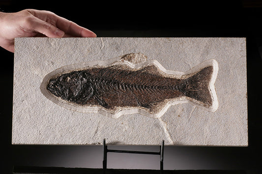 Large Mioplosus labracoides Fossil Plate (includes stand)