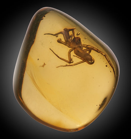 Amber with Albino Spider