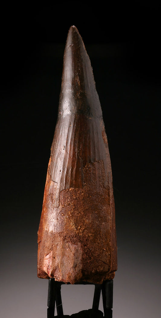 5-1/4" Spinosaur Tooth (with stand)