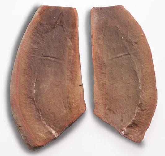 Tullimonstrum gregarium, Tully Monster with Eye Bar (Pit 11)