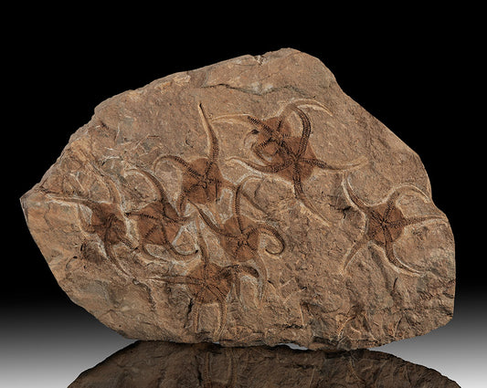 Brittle' Starfish Fossil Plate