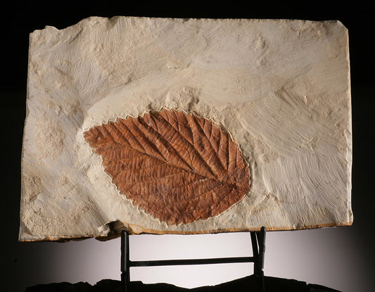 Fossil Leaf Plate (with stand)