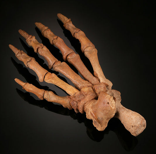 Large Cave Bear Paw