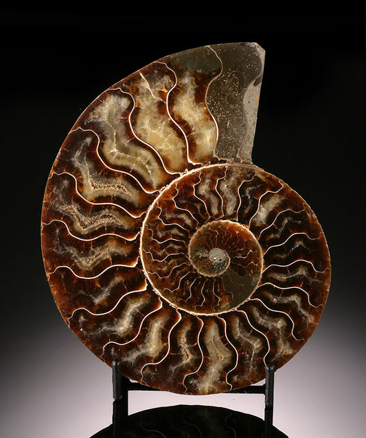 Ammonite Slice, Madagascar (with stand)