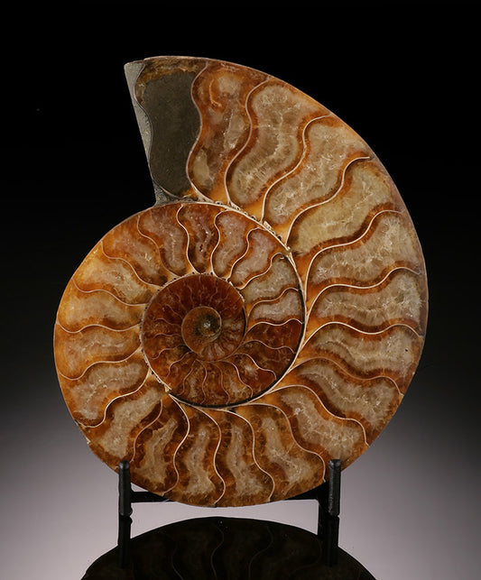5-1/2" Ammonite Slice (with stand)