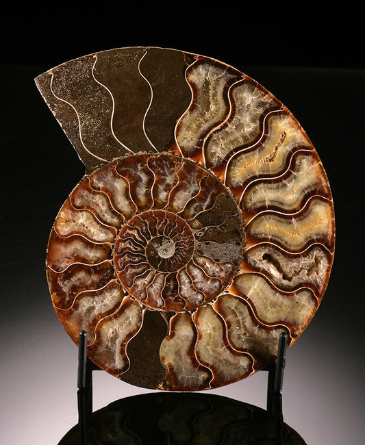 Ammonite Cross Section (with stand)