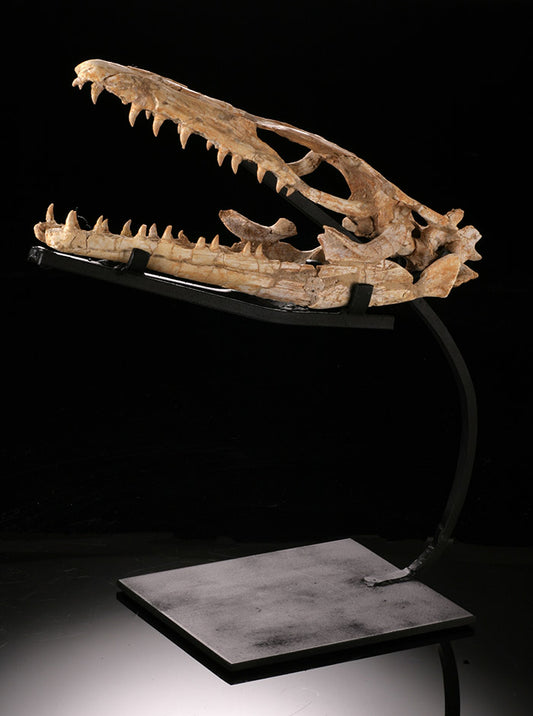 MOSASAUR SKULL / Halisaurus Arambourgi W/ Partial neck Extension