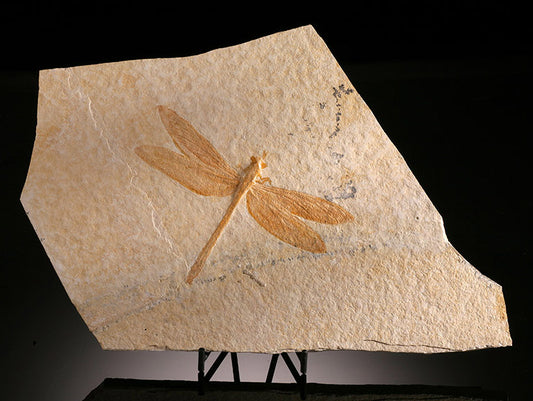 Large Dragonfly Fossil Plate (with stand)