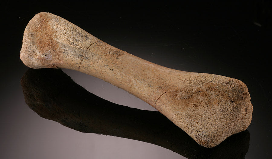 Crocodile Tibia, Morocco