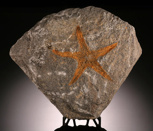 Asteroidea Fossilized Starfish (with stand)