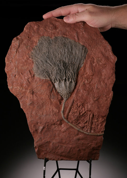 Crinoid Plate (with stand)