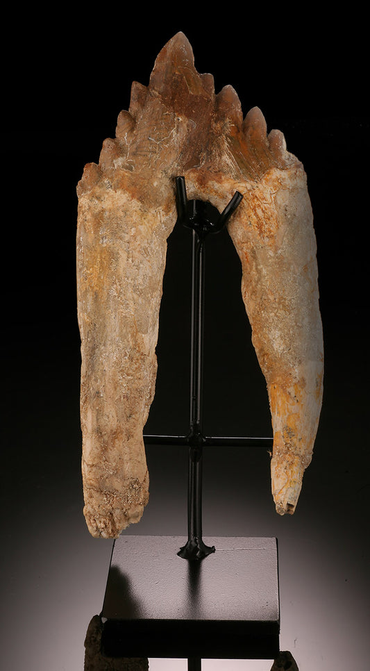 7" Basilosaurus Tooth (Prehistoric Whale)