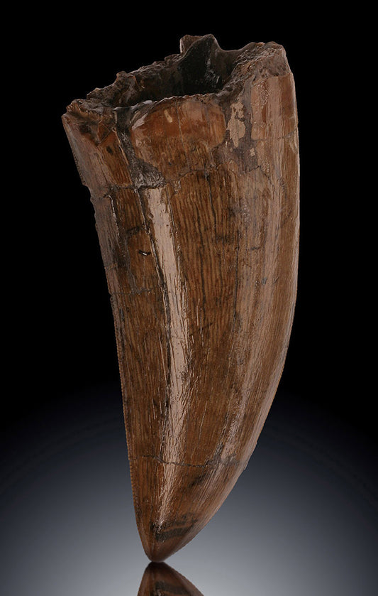 Tyrannosaurus rex tooth