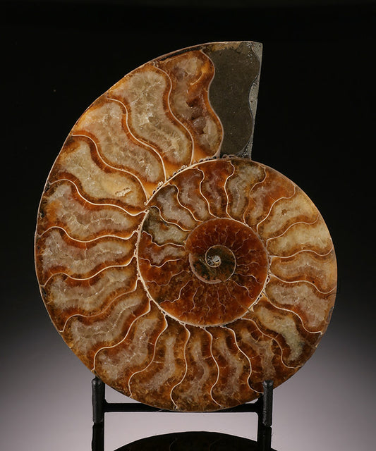 5-1/2" Ammonite Slice (with stand)