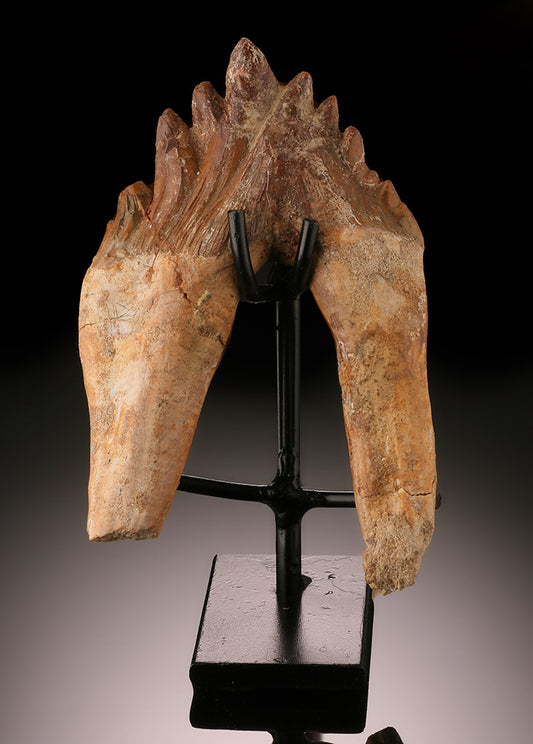 Basilosaurus Tooth (Prehistoric Whale)