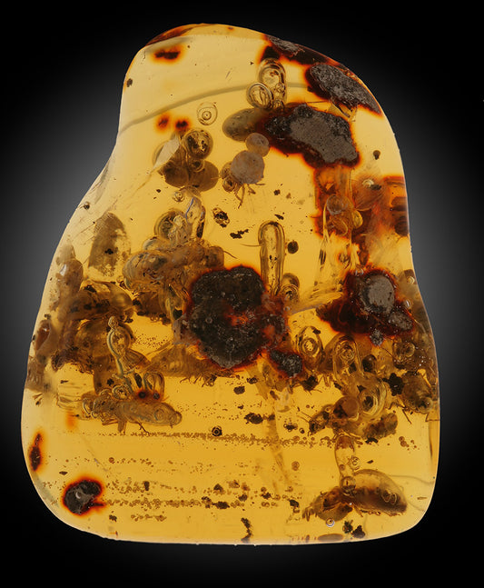 Amber with Termites
