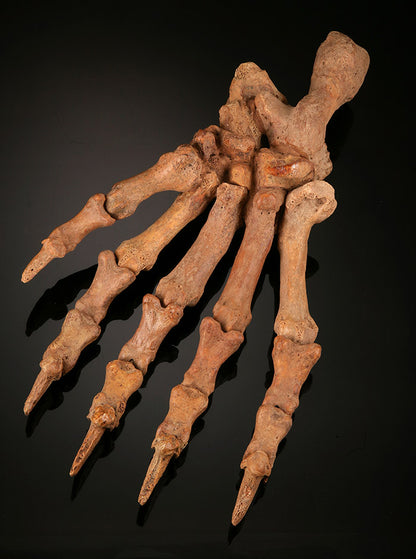 Large Cave Bear Paw
