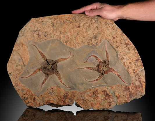 20" Starfish Fossil Plate (with stand)