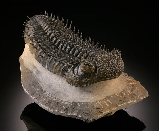 Trilobite, Drotops armatus