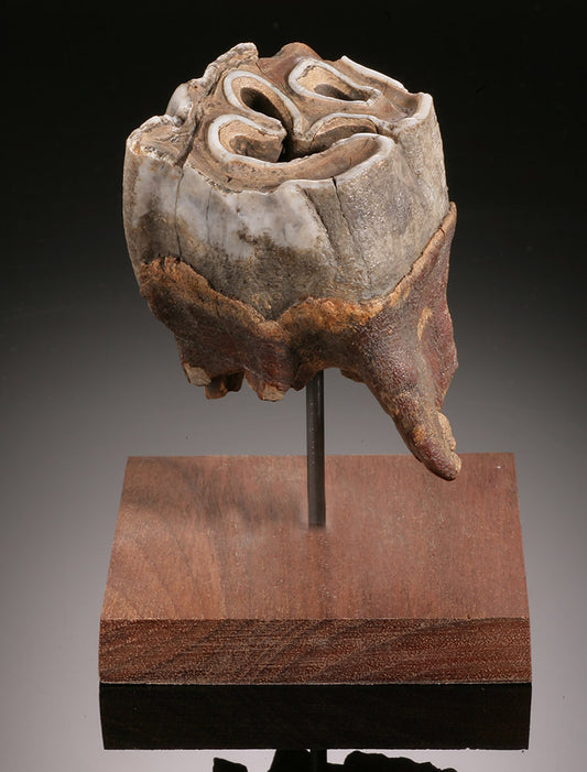 Wooly Rhino Tooth