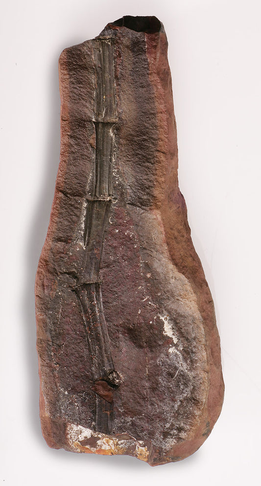 Calamites sp (Stem with Nodes) - Mazon Creek Fossil
