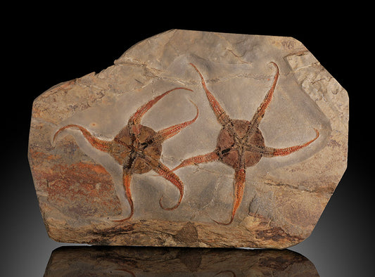 Brittle Starfish Fossil