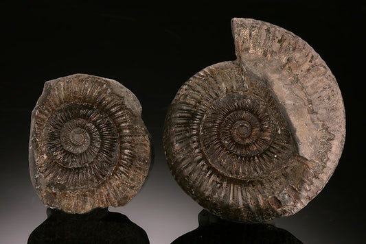 Dactylioceras Ammonite Pair