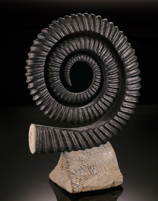 Ammonite Anetoceras