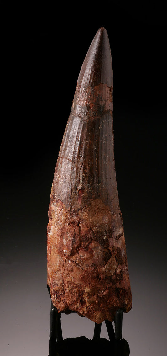 Spinosaur Tooth (with stand)