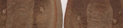 Tullimonstrum gregarium, Tully Monster (Eye Bar!) - DLD 760