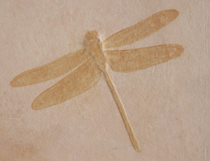 9-3/4" Dragonfly Fossil Plate (w/ stand)