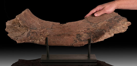Triceratops Ischium (with stand)