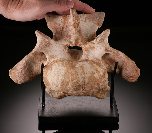 Spinosaurus Vertebrae with Stand