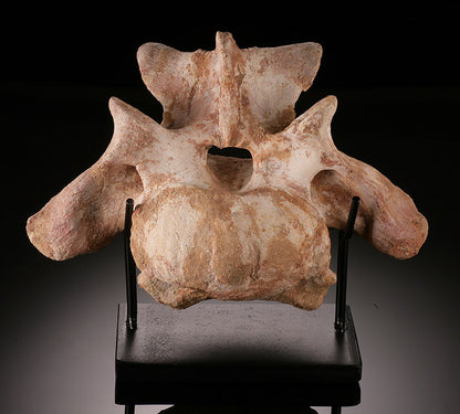 Spinosaurus Vertebrae with Stand