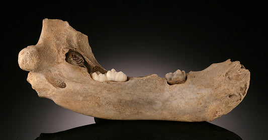 Juvenile Cave Bear Jaw