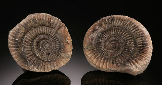 Dactylioceras Ammonite Pair